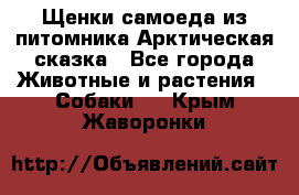 Щенки самоеда из питомника Арктическая сказка - Все города Животные и растения » Собаки   . Крым,Жаворонки